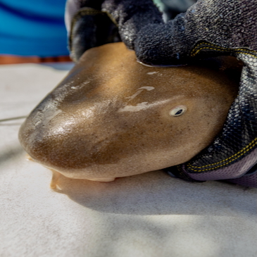 Atlantic nurse sharks show faster growth patterns in Biscayne Bay than nearby Bimini, Bahamas