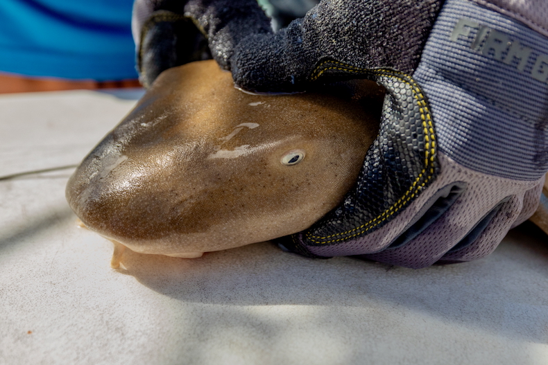 Atlantic nurse sharks show faster growth patterns in Biscayne Bay than nearby Bimini, Bahamas