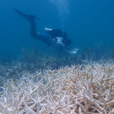 New AI model can assist with early warning for coral bleaching risk