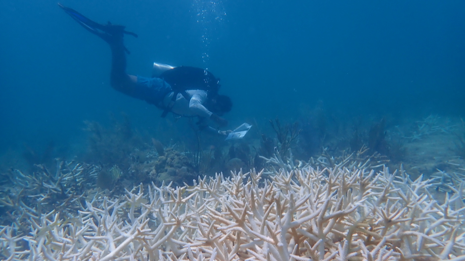 New AI model can assist with early warning for coral bleaching risk