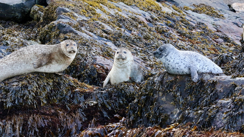 Study finds fisheries management—not predator recovery—drives catch levels in the North Sea