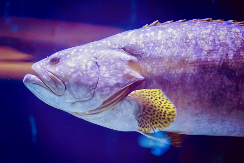 Essay highlights overlooked welfare risks for fish and aquatic animals