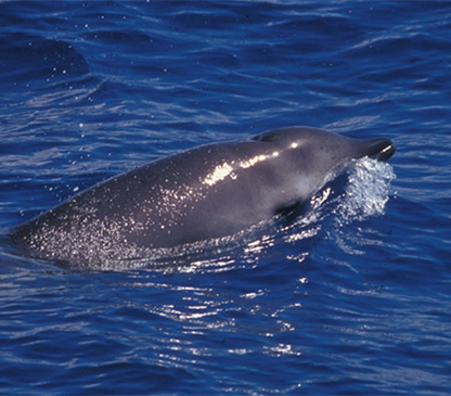New acoustic study reveals deep-diving behavior of elusive beaked whales