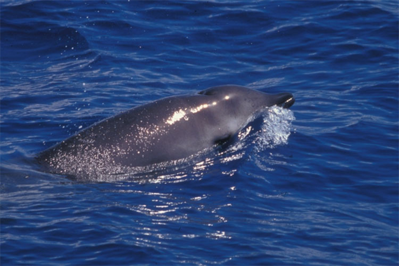New acoustic study reveals deep-diving behavior of elusive beaked whales