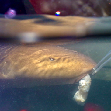 Urban light pollution alters nighttime hormones in sharks, study shows