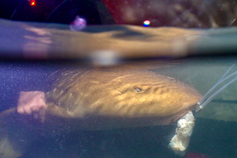 Urban light pollution alters nighttime hormones in sharks, study shows