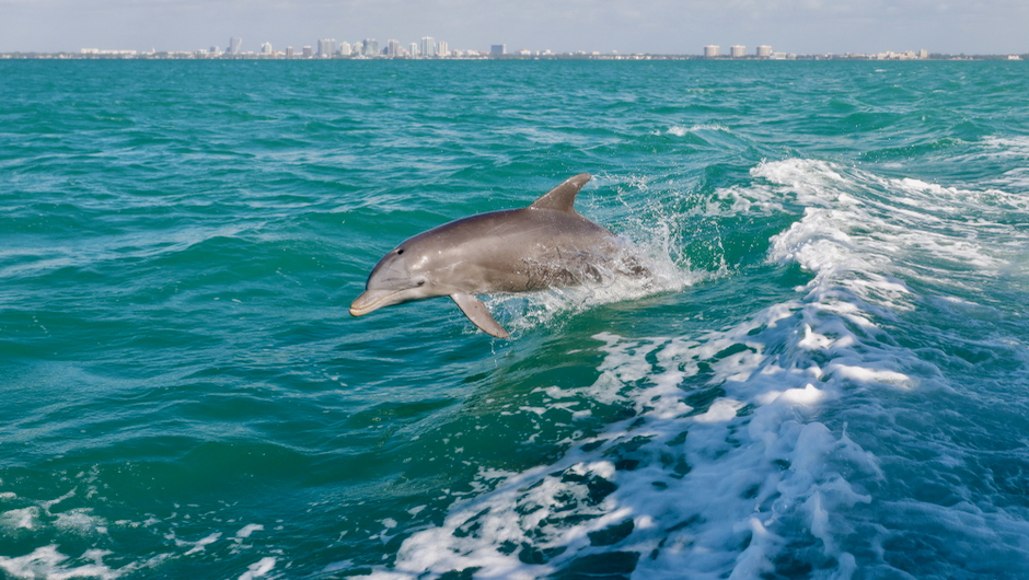 Vessel traffic alters behavior, stress and population trends of marine megafauna