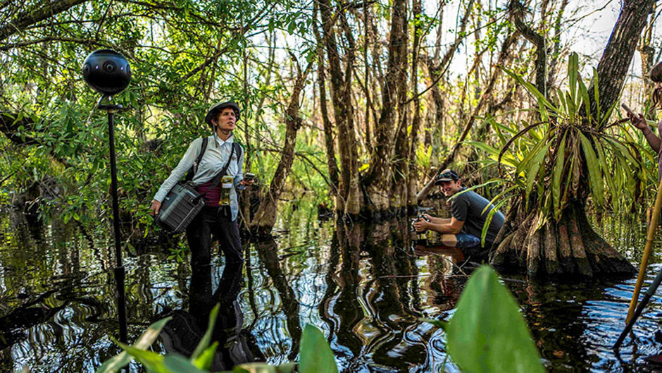 SwampScapes: A Journey Through the Everglades