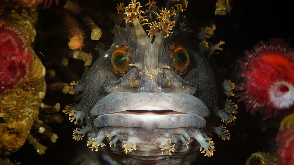 Annual Underwater Photography Contest Winners Announced