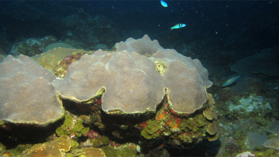 Deep Coral Reef Sediments May Reveal Past