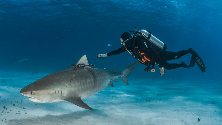 Neil Hammerschlag attaches an underwater camera to a tiger shark
