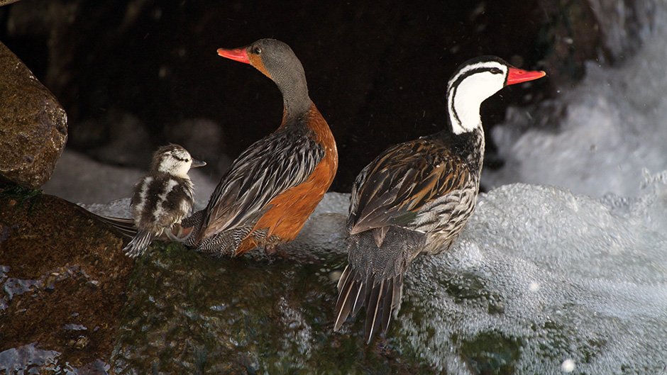 torrent duck family