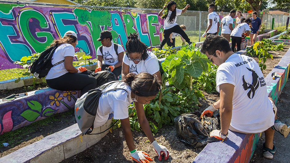 UM students plant vegetables in the Miami Children’s Initiative’s community garden.
