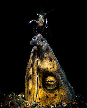 Black-saddled eel with cleaner shrimp, Indonesia