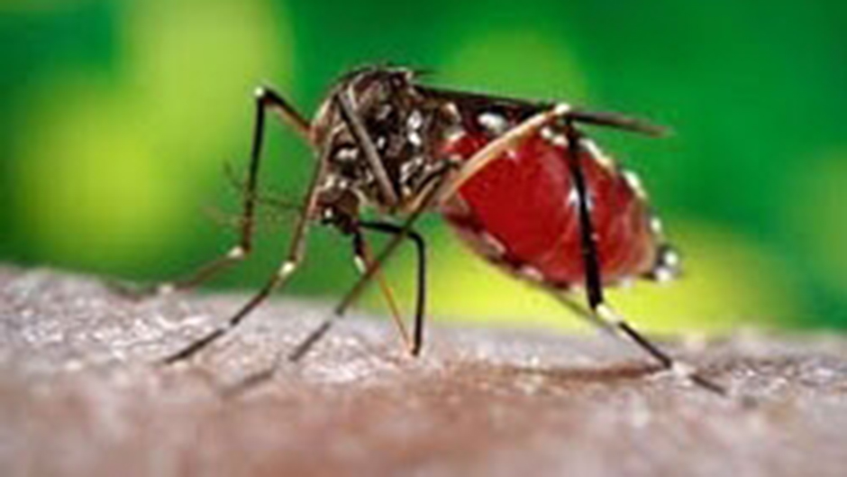 Antibody ‘Cocktail’ Halts Zika Infection