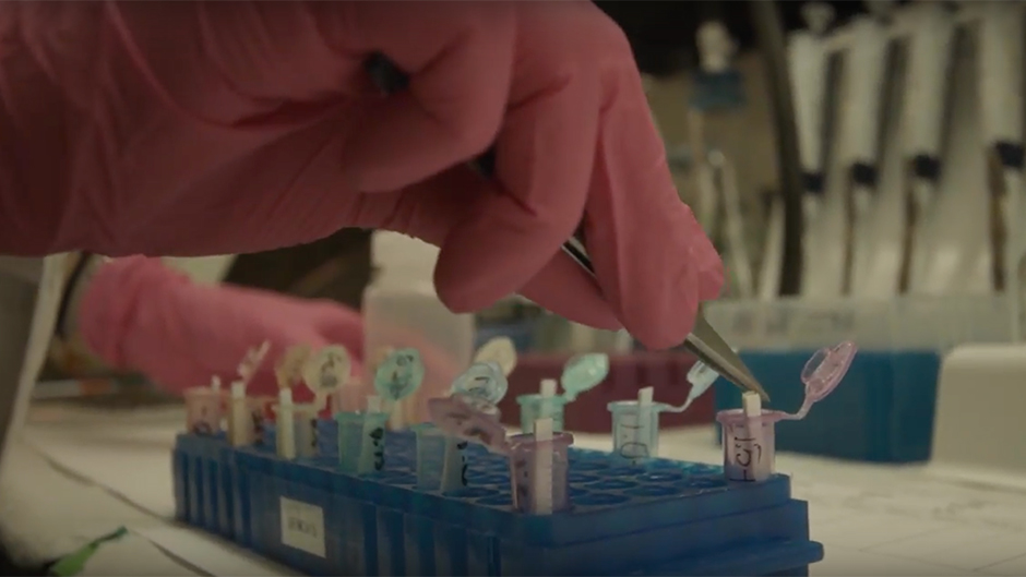 Video: Improving Tests for Zika Detection