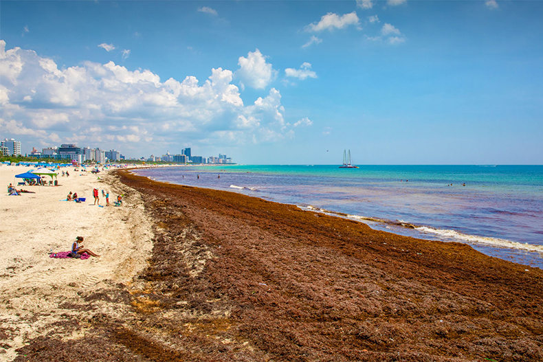 Seaweed on Miami Beach