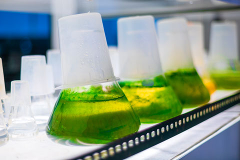 Aerosolization of algal toxins