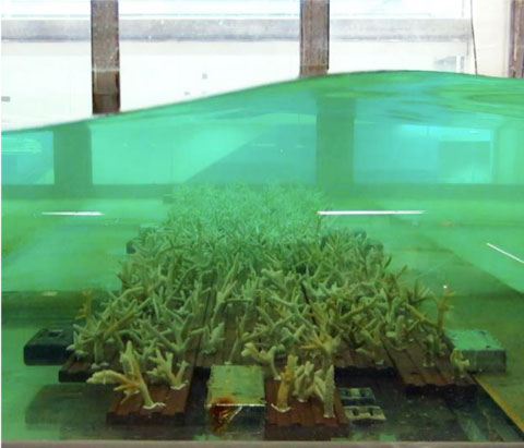 Corals in the SUSTAIN tank