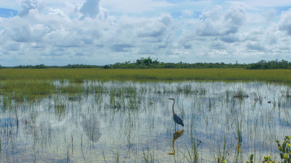 Blue heron in Everglades