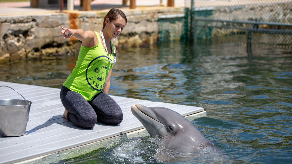 Student trains dolphin in the Marine Mammal Applied Behavior Analysis and Managed Care class.