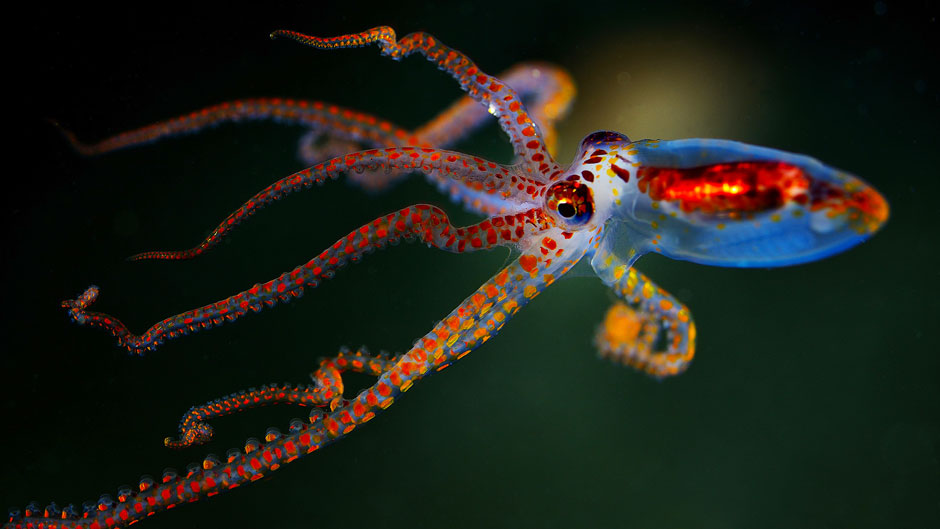 Octopus from underwater photo contest