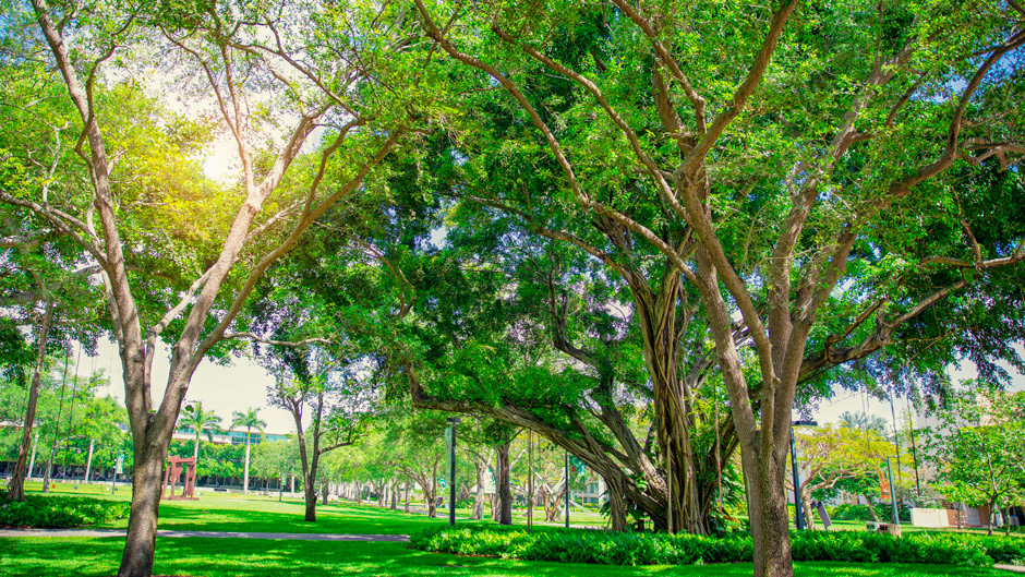 University of Miami, Deforestation, Climate Change