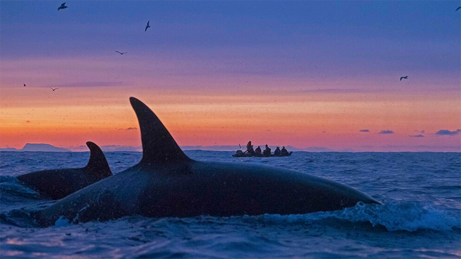Orcas swim at sunset off the coast of Tromso, Norway, a gateway to the high Arctic Circle. 