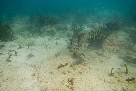 coral reefs