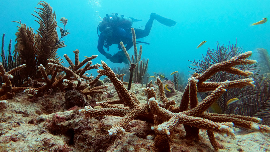 coral restoration