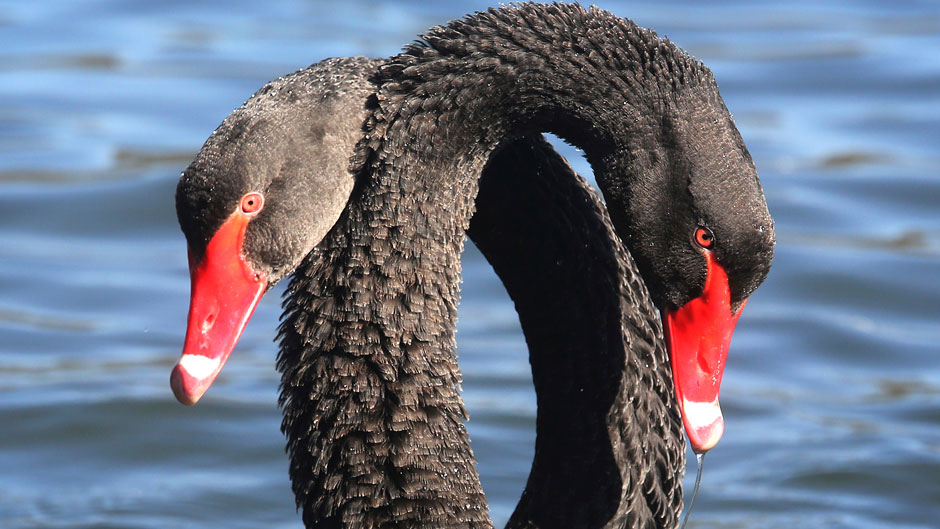 Black Swan events are those that are considered rare; with extreme impact, especially on the economic system; and, in retrospect, highly predictable. Photo: Associated Press