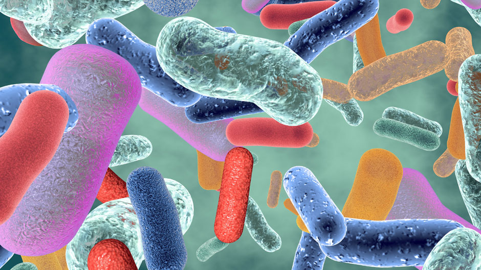 A healthy gut contains millions of beneficial bacteria that help our immune systems function.  