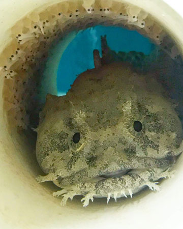 Male toadfish with larvae