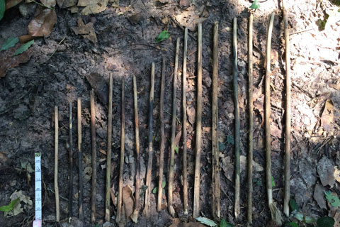 Puncturing tools chimps make for the underground nest, some of which have a frayed brush-like modification. Photo: Crickette Sanz