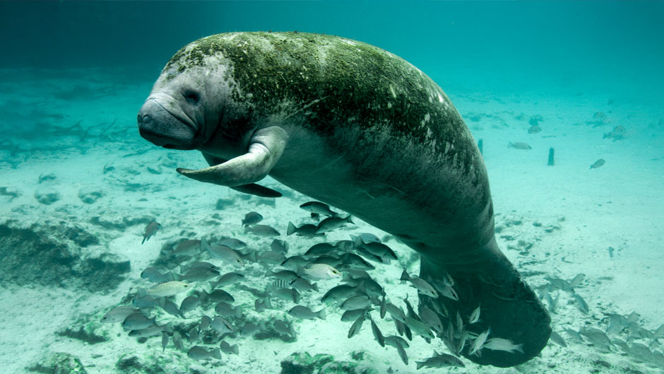 The threatened Florida manatee is, for now, protected by both federal and state laws. Photo: U.S. Fish and Wildlife Service