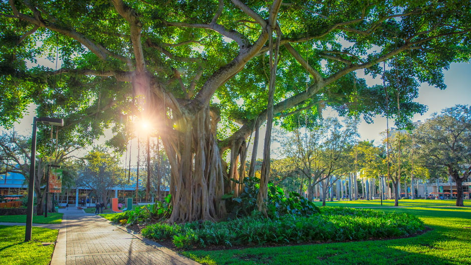 A banyan tree on the Foote University Green. Photo: Mike Montero/University of Miami