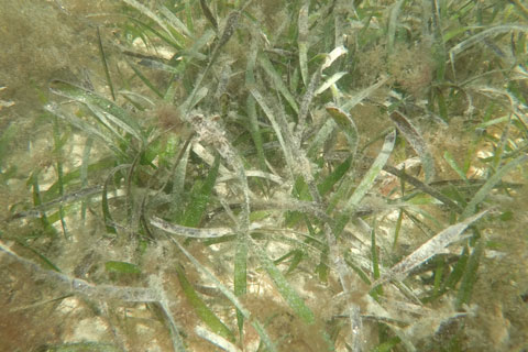 A degraded seagrass bed at Rock Harbor 