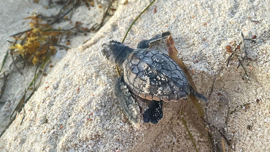 Graduate student Hannah Ditzler photographed baby sea turtles while interning at Dry Tortugas National Park.