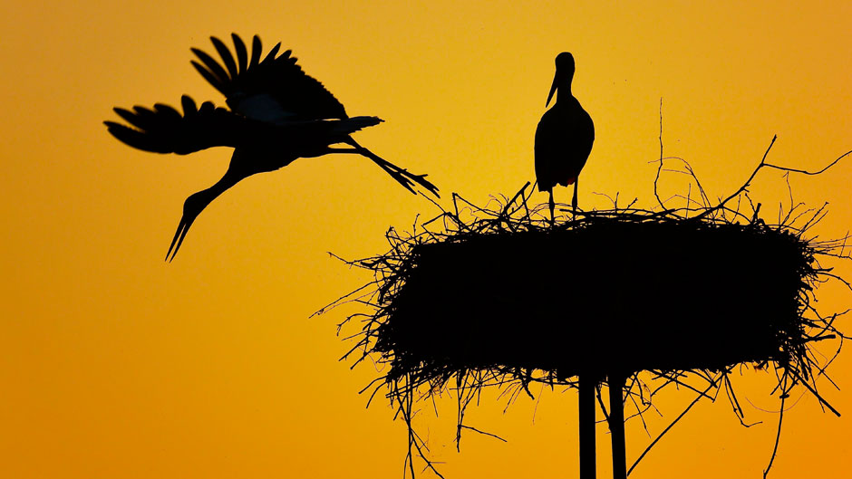 In this photo taken Monday, May 29, 2017 a white stork takes off as another one remains standing in the nest during sunset in Balmazujvaros, 200 kms east of Budapest, Hungary. (Zsolt Czegledi/MTI via AP)