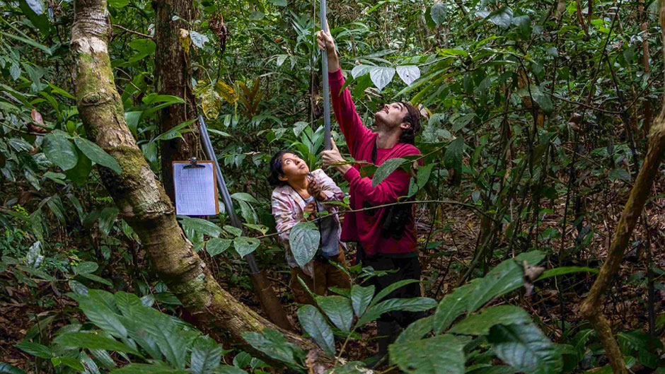 Biology graduate student surveys trees of the Southwestern Amazon