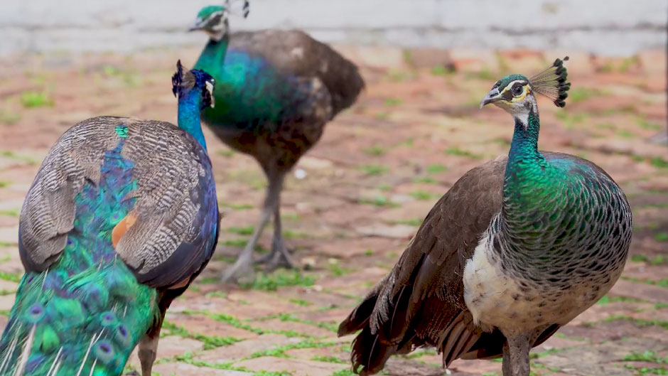 A still from the news video, Peafowl Predicament: Friend or “Foul”?