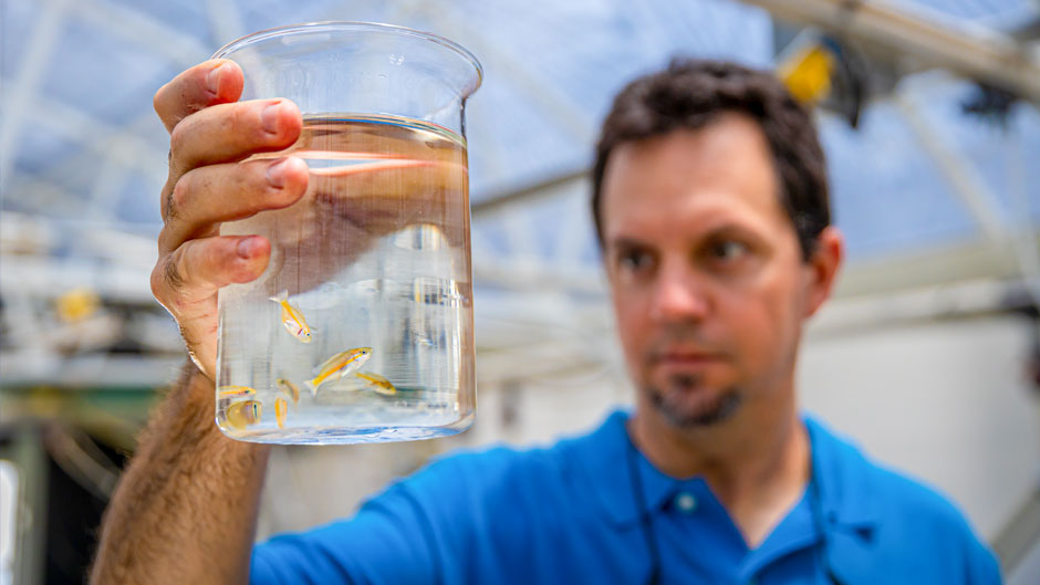 Assistant research professor of marine ecosystems and society John Stieglitz holds a small portion of the 40 day old juvenile yellowtail snapper that he is raising as part of a grant to determine the viability of raising these fish in captivity. Photo by TJ Lievonen.