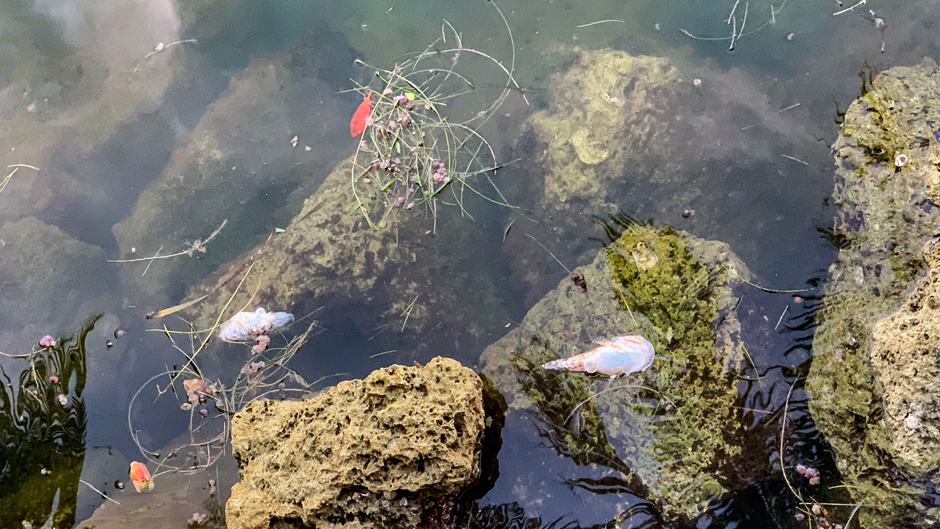 Dead fish seen floating in the waters of North Biscayne Bay. Photo courtesy Miami Waterkeeper