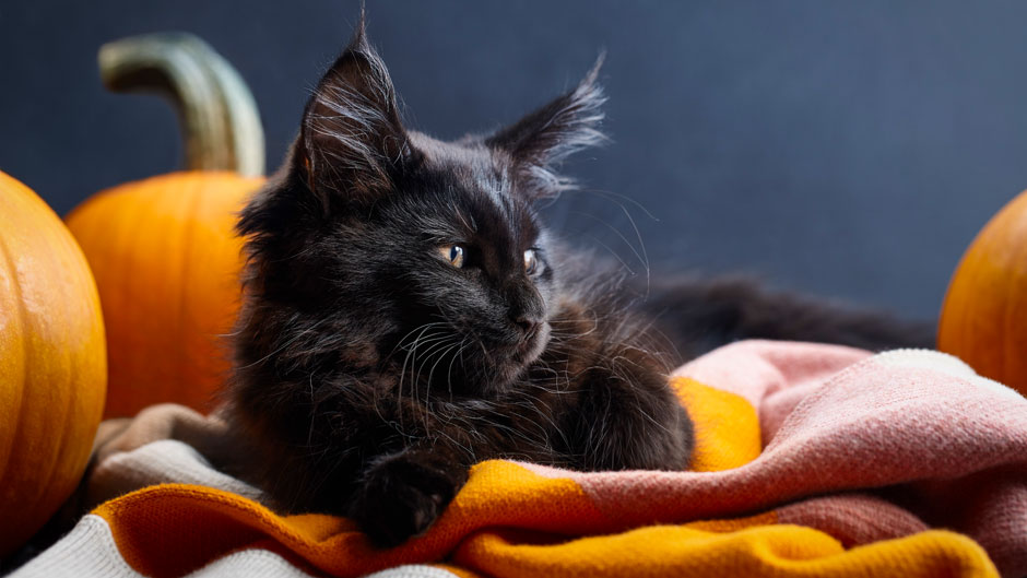 Halloween black cat in warm plaid among pumpkins stock photo