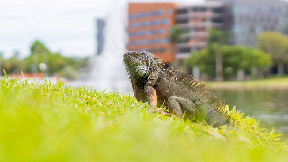 An iguana sunbathes next to Lake Osceola on the Coral Gables Campus. Photo: Evan Garcia/University of Miami