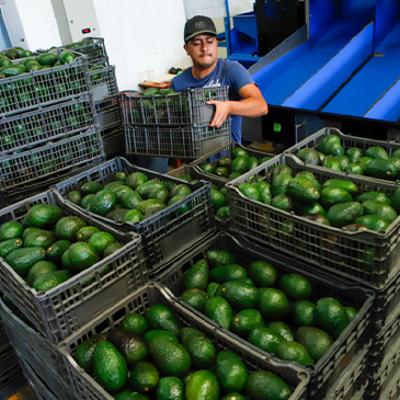 A worker stacks crates of avocados at a packing plant in Uruapan, Mexico, Wednesday, Feb. 16, 2022. Mexico has acknowledged that the U.S. government has suspended all imports of Mexican avocados after a U.S. plant safety inspector in Mexico received a threat. (AP Photo/Armando Solis)