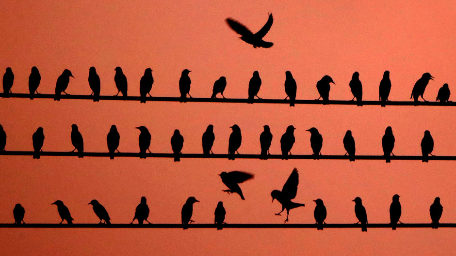  In this Sept. 24, 2017, file photo, birds vie for position on power lines at dusk in Kansas City, Kan. The Biden administration is proposing to revoke a rule imposed under former President Donald Trump that weakened the government's power to enforce a century-old law that protects most U.S. bird species. (AP Photo/Charlie Riedel, File)