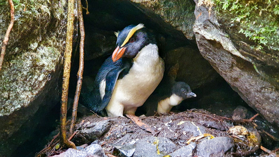 A Tawaki male penguin and chick photographed in New Zealand.