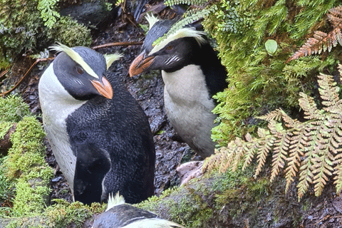 Tawaki penguins photographed by Thomas Mattern of the Tawaki Project