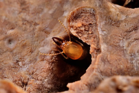 Asian subterranean termite (Coptotermes gestroi) soldier in carton nest. C. gestroi is a wood-feeding termite.